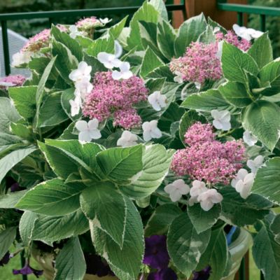 Hydrangea Light -O- Day<REG> PPAF