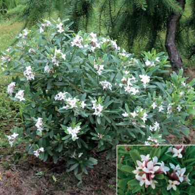 Daphne Eternal Fragrance PPAF