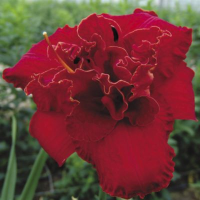 Daylily 'Moses' Fire': Double-flowered 6-inch blooms of deep velvet red with a thin gold edging on plants 22 inches high, 18 to 24 inches wide.