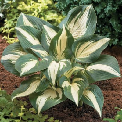 Hosta Lakeside Cupcake