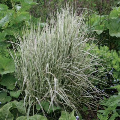Variegated Feather Reed Grass Overdam