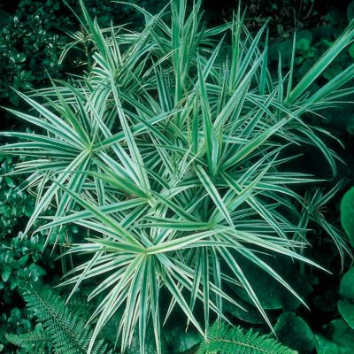 Palm Sedge 