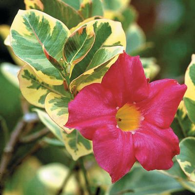 Live Annual Mandevilla Plants