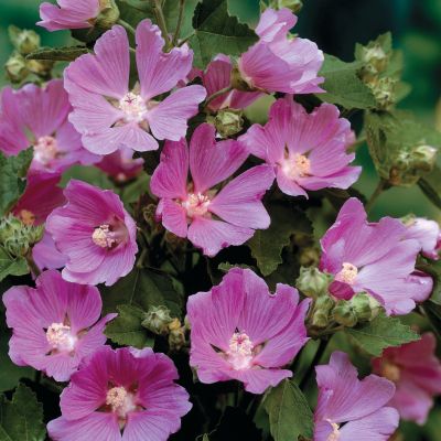 Tree Mallow Summer Kisses PPAF