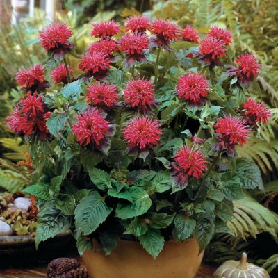 Monarda Fireball PP14235