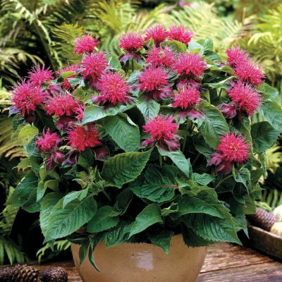 Monarda Pink Supreme PP#14,204