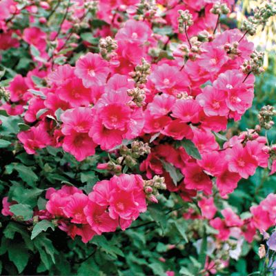 Dwarf Mallow Red Rum PP#13,898