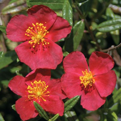 Sun Rose Burgundy Dazzler