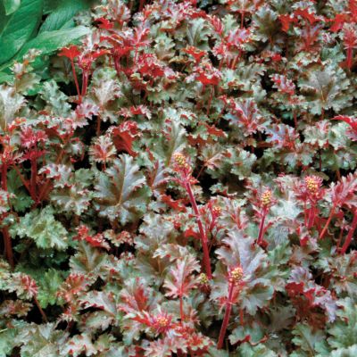 Heuchera 
