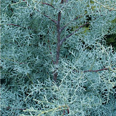 Arizona Cypress