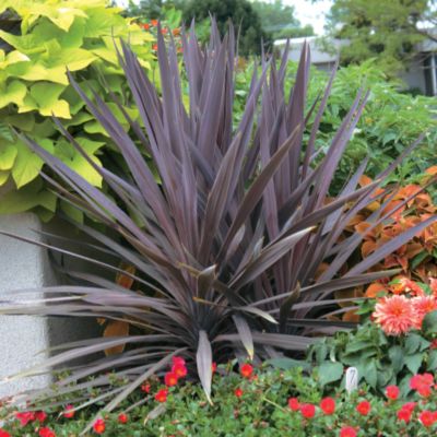 Spike Plant Red Star