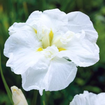 Blooming Iris