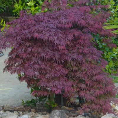 Japanese Maple Orangeola