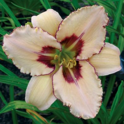 Daylily 'Julie Newmar': 