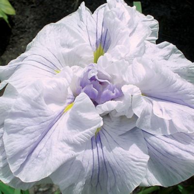Japanese Iris 'Lace Ruff': 