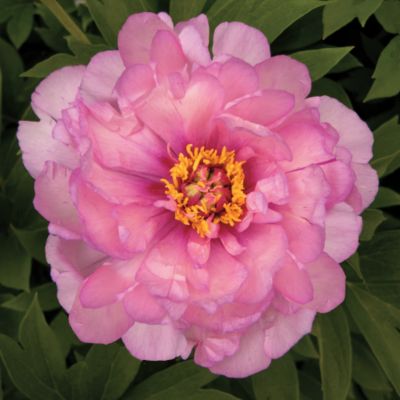 Peony 'First Arrival': 