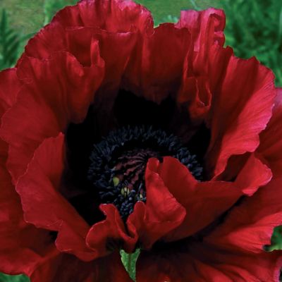 Superpoppy 'Heartbeat' PPAF: 