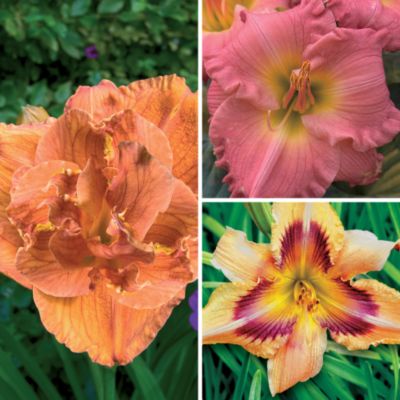 Summer of Color Daylily Collection: 