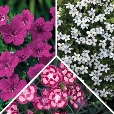 Sun Groundcover Collection: 