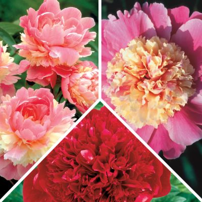 Peony Collection: 