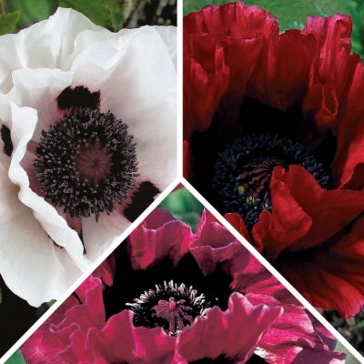 Poppy Collection: 