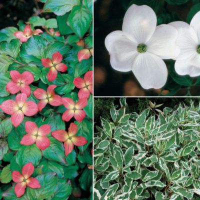 Cornus Collection