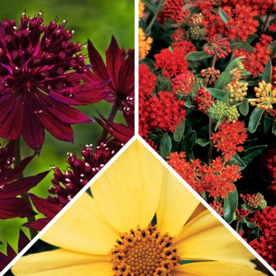 Drought-Resistant Collection: 