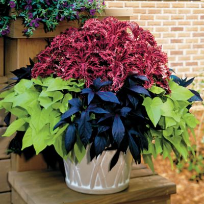 Coleus Collection