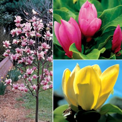 Saucer Magnolia Collection