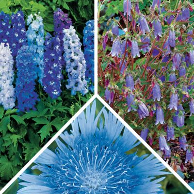 Cool Colors Sun Collection: 