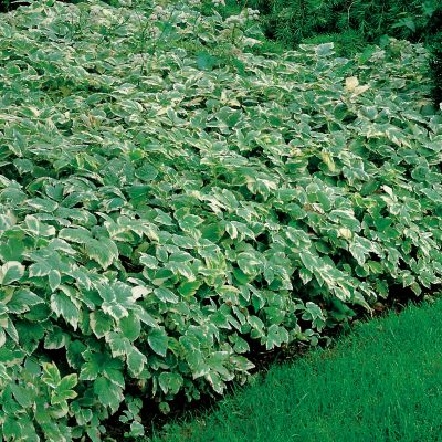 Variegated Bishop
