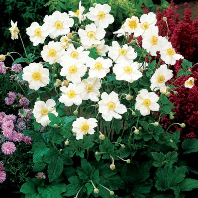 Japanese Anemone Honorine Jobert