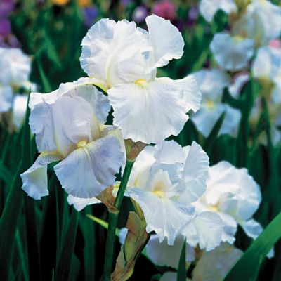 Bearded Iris 'Immortality': 3- to 4-inch blooms of white with yellow beards on 29-inch stems.