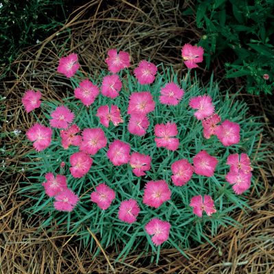 Garden Pink Firewitch