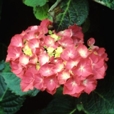 Hydrangea macrophylla 