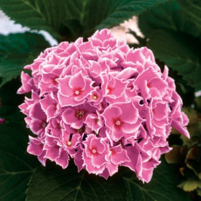 Hydrangea Angel Eyes<TM> PPAF
