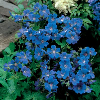 Hardy Geranium Johnson