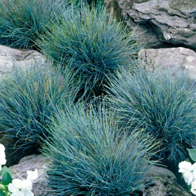 Fescue Elijah