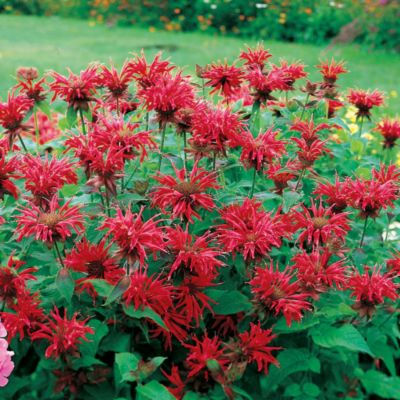 Monarda Gardenview Scarlet