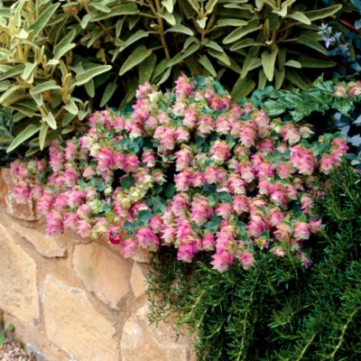 Origanum Kent  Beauty