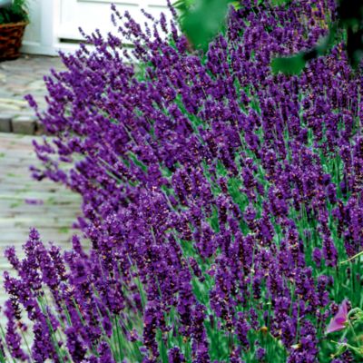 Lavandula 