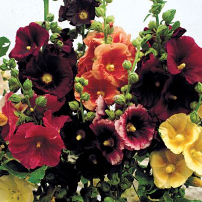 Hollyhock Old Barnyard Mix