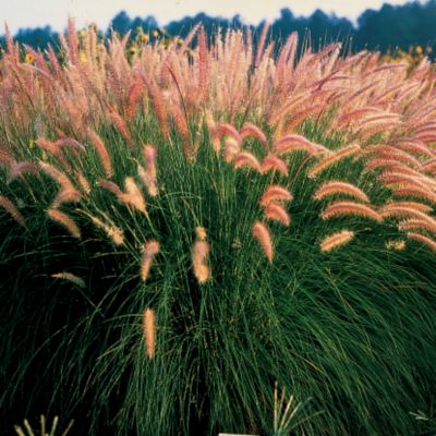 Fountain Grass