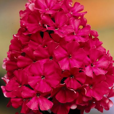Garden Phlox Starfire