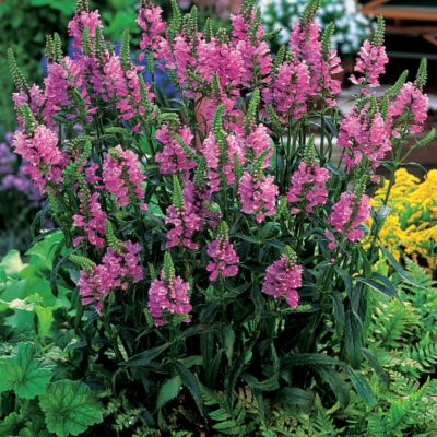 Obedient Plant Vivid