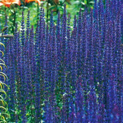 Salvia East Friesland