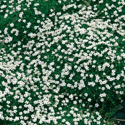  Pearlwort