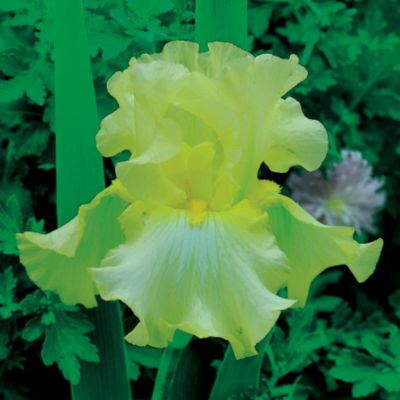  Beds Online Ireland on Iris X Germanica Pride Of Ireland