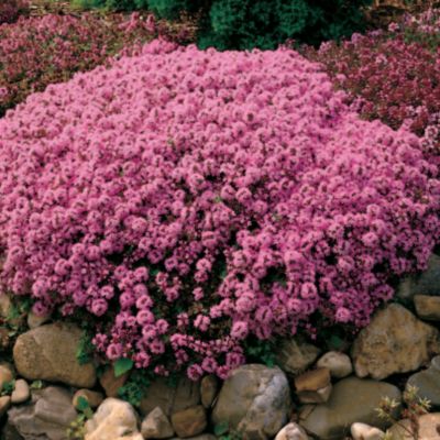 Creeping Thyme