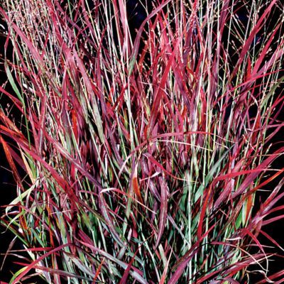 Purple Foliage Switchgrass